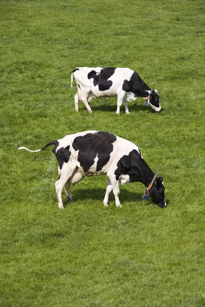 Dutch cows in the meadow — Stock Photo, Image