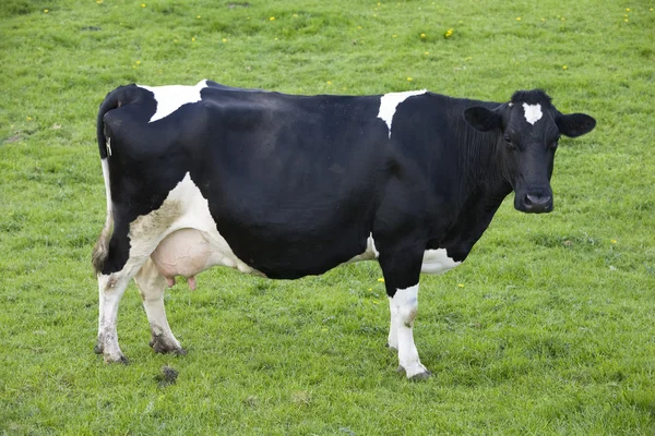 Vacas holandesas en el prado —  Fotos de Stock