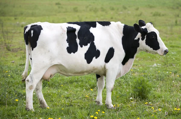 Vache hollandaise dans la prairie — Photo