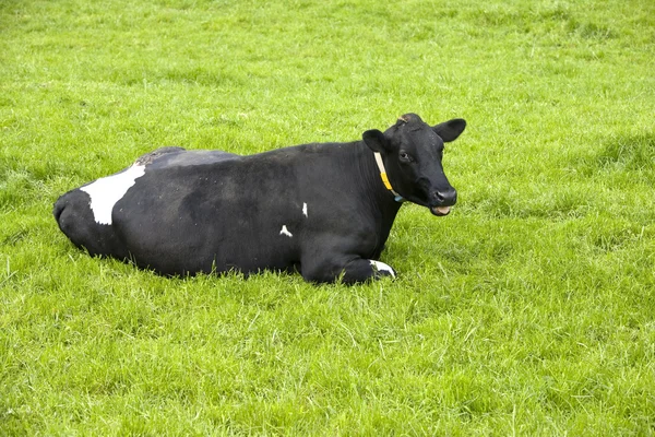 Vaca holandesa en el prado —  Fotos de Stock