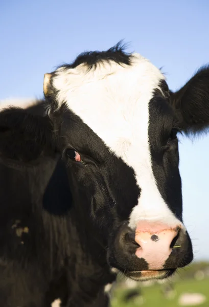 Holenderskie krowy na łące — Zdjęcie stockowe