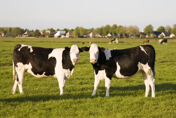 Dutch cow in the meadow — Stock Photo, Image