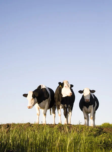 Vacca olandese nel prato — Foto Stock