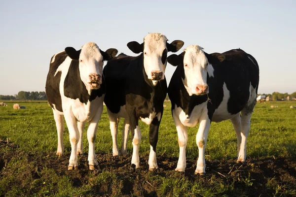 Dutch cows in the meadow — Stock Photo, Image