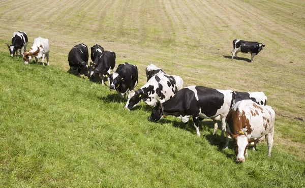 Vacas holandesas no prado — Fotografia de Stock