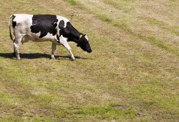 Голландские коровы на лугу — стоковое фото