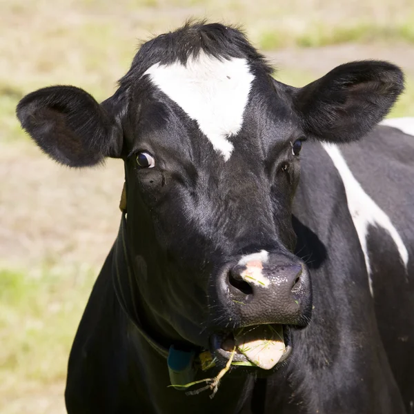Голландські корови на лузі — стокове фото