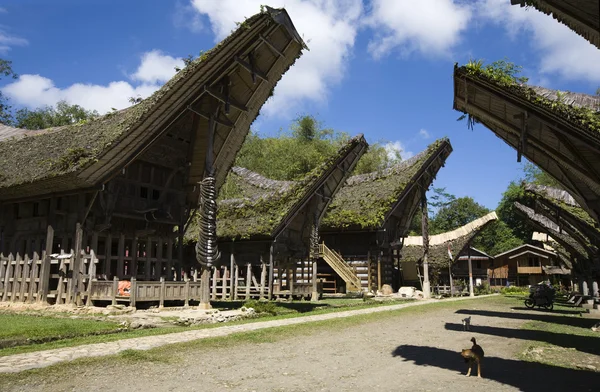 Toraja villaggio con case tradizionali di fila — Foto Stock