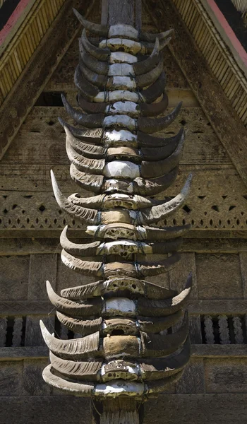 Buffalo horns — Stock Photo, Image