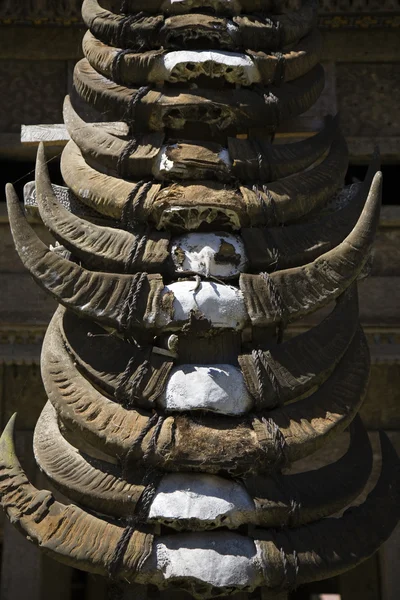 Buffalo horns — Stock Photo, Image