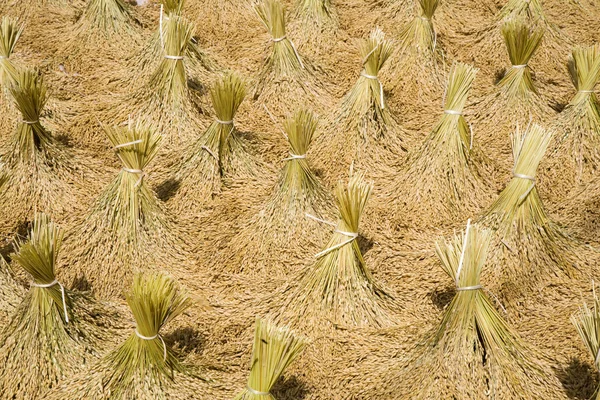 Тораджа урожай риса высыхает на солнце — стоковое фото