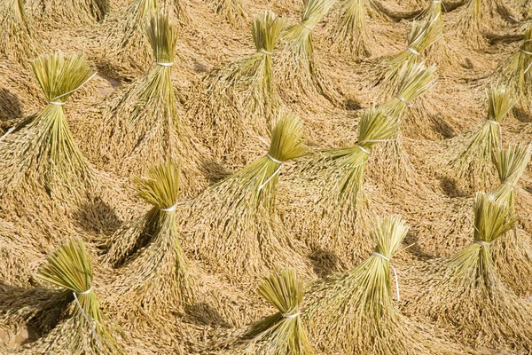Toraja rice harvest drying in the sun — Stock Photo, Image