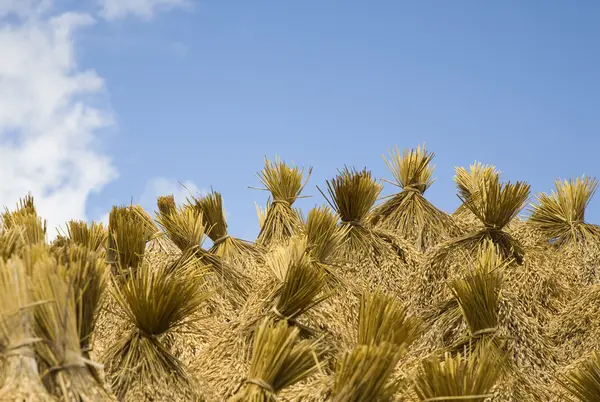 Colheita de arroz Toraja secagem ao sol — Fotografia de Stock