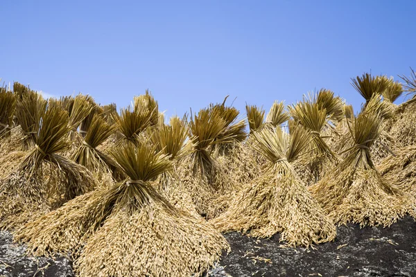 Toraja rice harvest drying in the sun — Stock Photo, Image