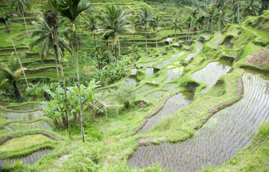 pirinç paddies yakınındaki ubud Bali, Endonezya