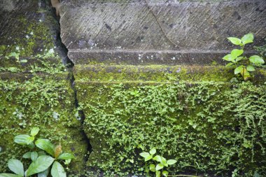 bir kırık duvarda yeşil yosun