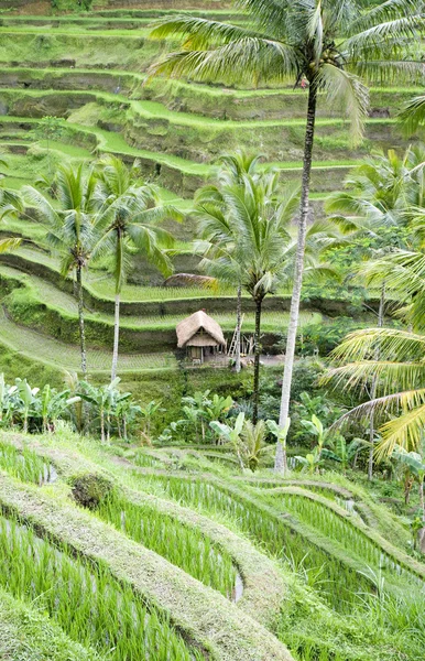 Risfälten nära ubud på bali, Indonesien — Stockfoto