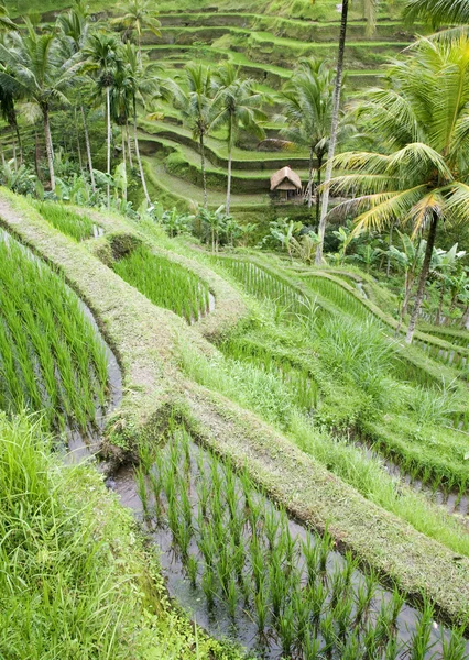 Ορυζώνες, κοντά στην ubud στο Μπαλί, Ινδονησία — Φωτογραφία Αρχείου