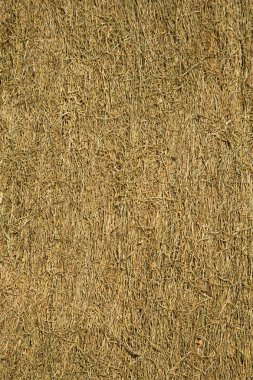 Lombok, Endonezya güneşte kurutma gevşek tütün yaprakları