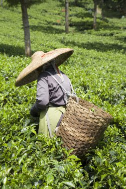 puncak, java, Endonezya çay plantasyon çay seçici