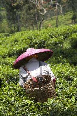 puncak, java, Endonezya çay plantasyon olarak çay toplayıcılar