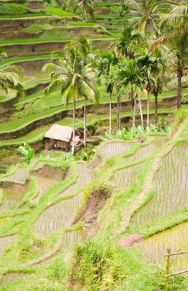 Рисовые поля возле Убуда на Бали, Индонезия — стоковое фото
