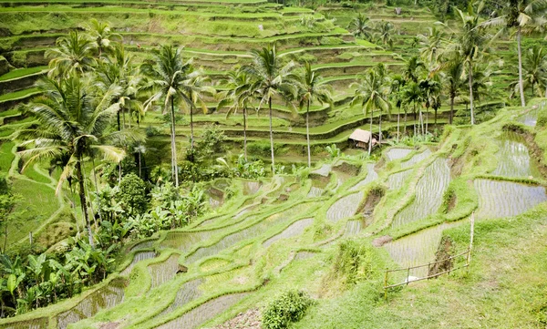 Pól ryżowych w pobliżu ubud w bali, Indonezja — Zdjęcie stockowe