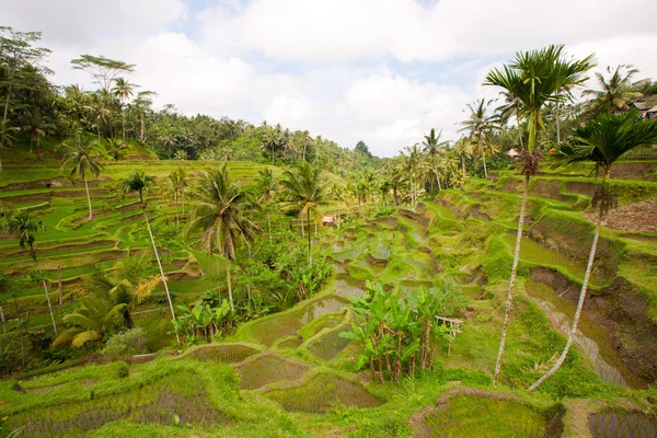 Rýžová pole v ubud Bali, Indonésie — Stock fotografie