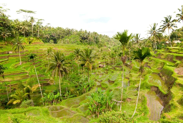 Ορυζώνες, κοντά στην ubud στο Μπαλί, Ινδονησία — Φωτογραφία Αρχείου