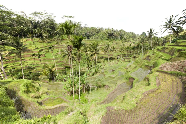 Rijstvelden in de buurt van ubud op bali, Indonesië — Stockfoto