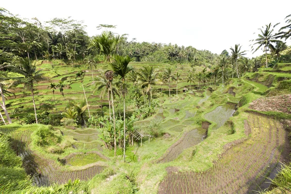 Rizières près de Ubud à Bali, Indonésie — Photo