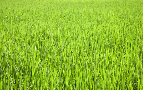 Rice field near Ubud in Bali, Indonesia — Stock Photo, Image