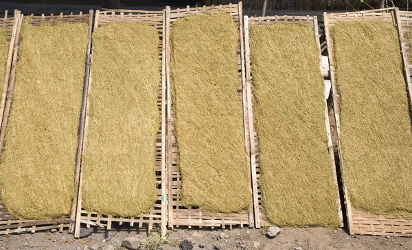 Losse tabaksbladeren drogen in de zon in lombok, Indonesië — Stockfoto