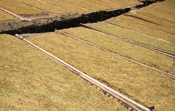 Lombok, Endonezya güneşte kurutma gevşek tütün yaprakları — Stok fotoğraf