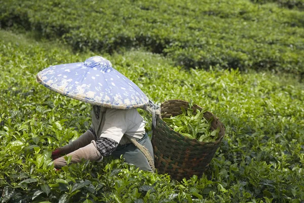 puncak, java, Endonezya çay plantasyon çay seçici