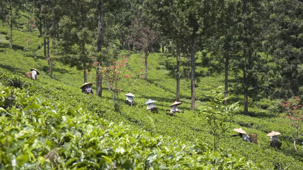 Thee datumkiezer op een thee plantage in puncak, java, Indonesië — Stockfoto