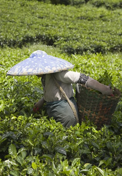 Recicladores de té en una plantación de té en Puncak, Java, Indonesia — Foto de Stock