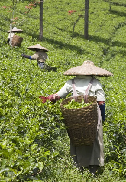 Catadores de chá em uma plantação de chá em Puncak, Java, Indonésia — Fotografia de Stock