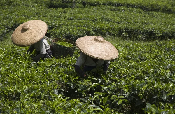 Recicladores de té en una plantación de té en Puncak, Java, Indonesia — Foto de Stock