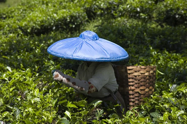 นักเก็บชาในสวนชาในปันเค้ก จาวา อินโดนีเซีย — ภาพถ่ายสต็อก