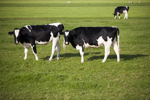 Vaca holandesa no prado — Fotografia de Stock