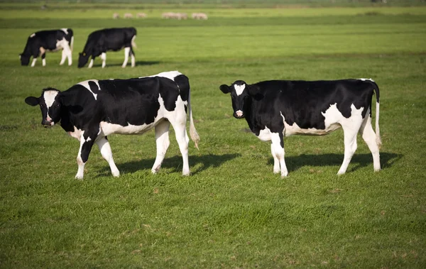 Dutch cow in the meadow — Stock Photo, Image