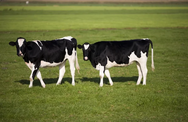 Vaca holandesa en el prado — Foto de Stock