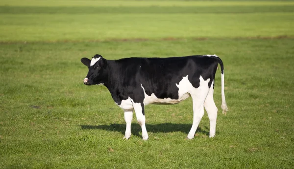 Vache hollandaise dans la prairie — Photo