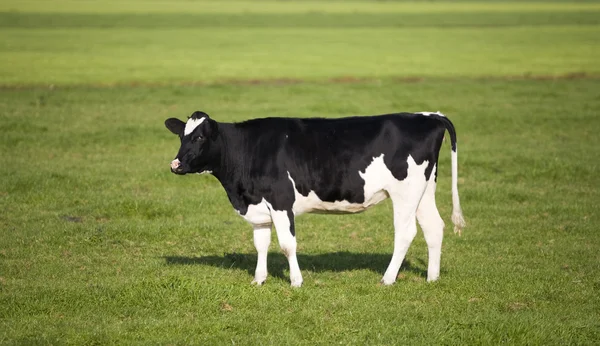 Dutch cow in the meadow — Stock Photo, Image