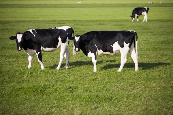 Nederlandse koe in de weide Rechtenvrije Stockfoto's