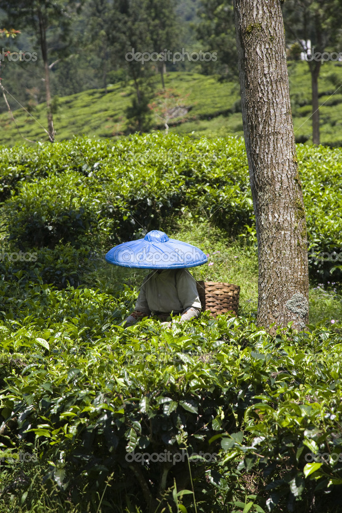 Tea pickers on a tea plantation in Puncak, Java, Indonesia — Stock
