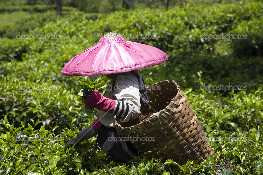 Tea pickers on a tea plantation in Puncak, Java, Indonesia Stock Photo by ©erikdegraaf 19449205