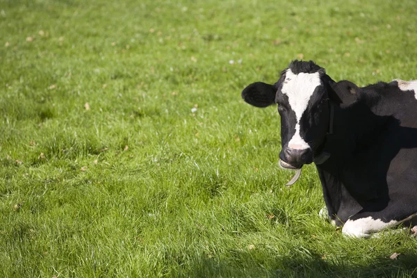 Holandský kráva na louce — Stock fotografie