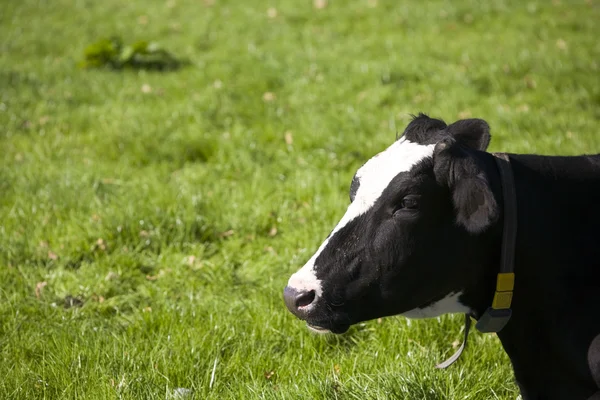 Vaca holandesa en el prado — Foto de Stock